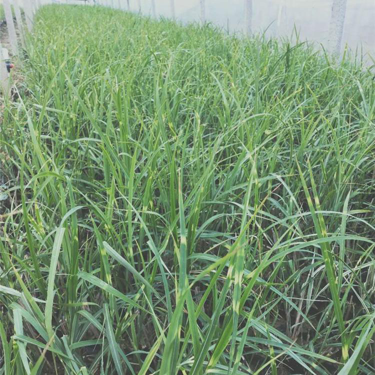 湿地观赏草晨光芒 大量供应晨光芒 夏杰花卉 绿化用