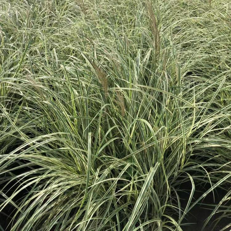 观赏草花叶芒批发 盆栽花叶芒价格 夏杰花卉 大量供应