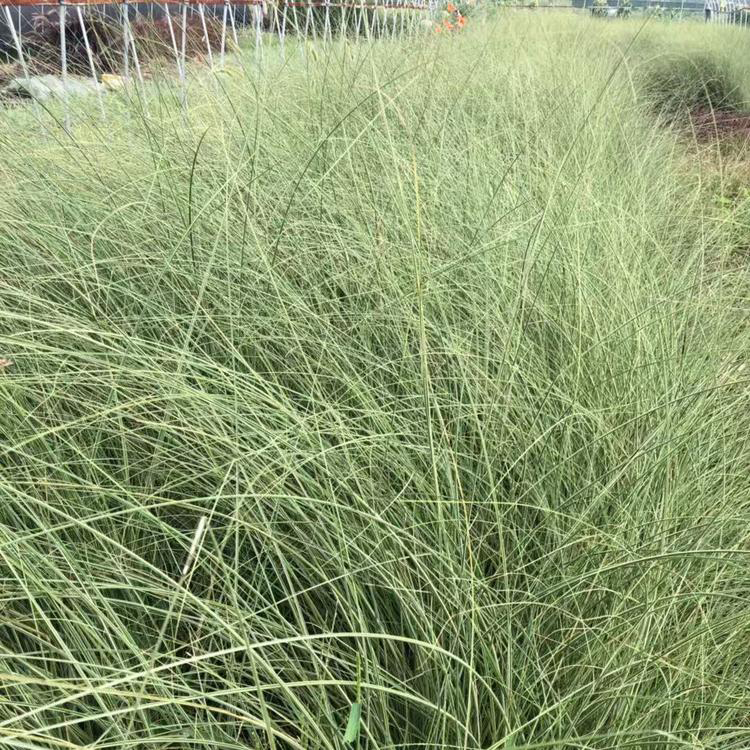 观赏草晨光芒批发价格 晨光芒杯苗产地直供 夏杰花卉 公园 道路两旁