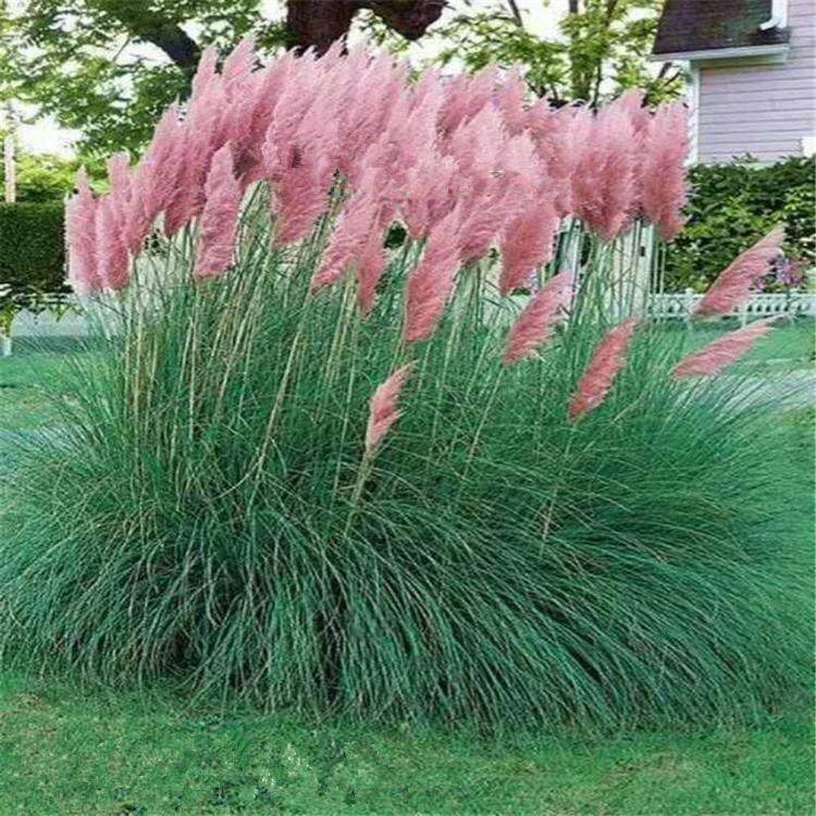租摆植物粉蒲苇苗 粉蒲苇观赏草批发 夏杰花卉 广场组摆设计施工