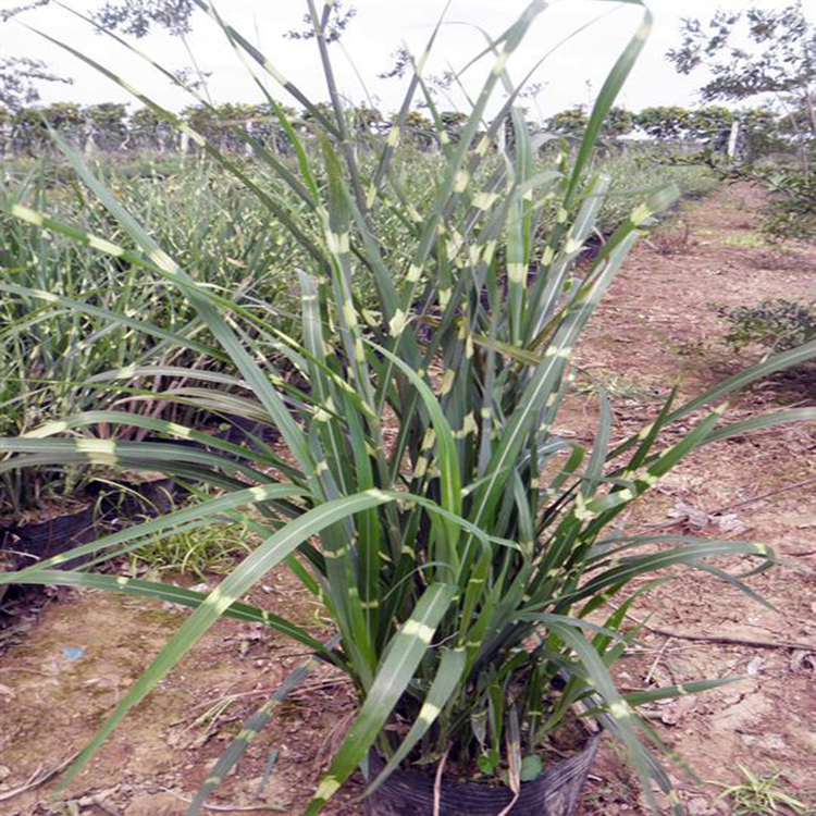 基地大量斑叶芒 山东斑叶芒种植基地 夏杰花卉 美丽乡村用委陵菜