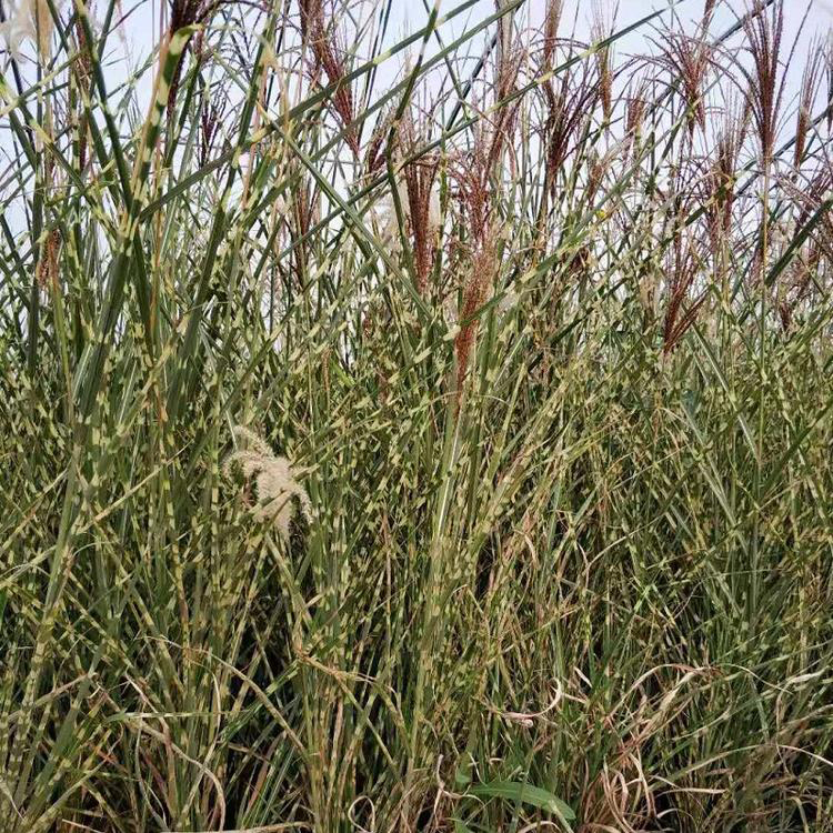 供应批发花叶芒 广场花卉摆放