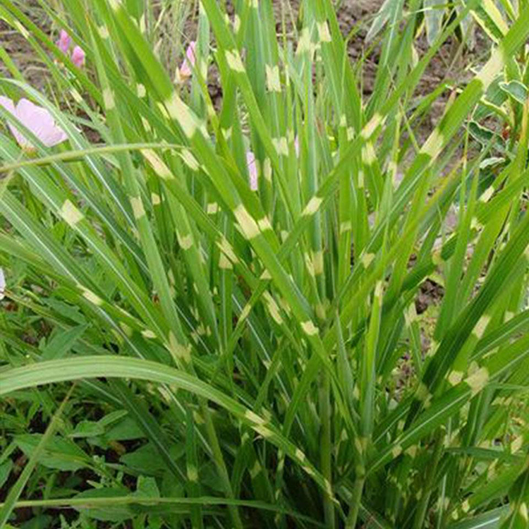 斑叶芒草苗圃销售 斑叶芒行情