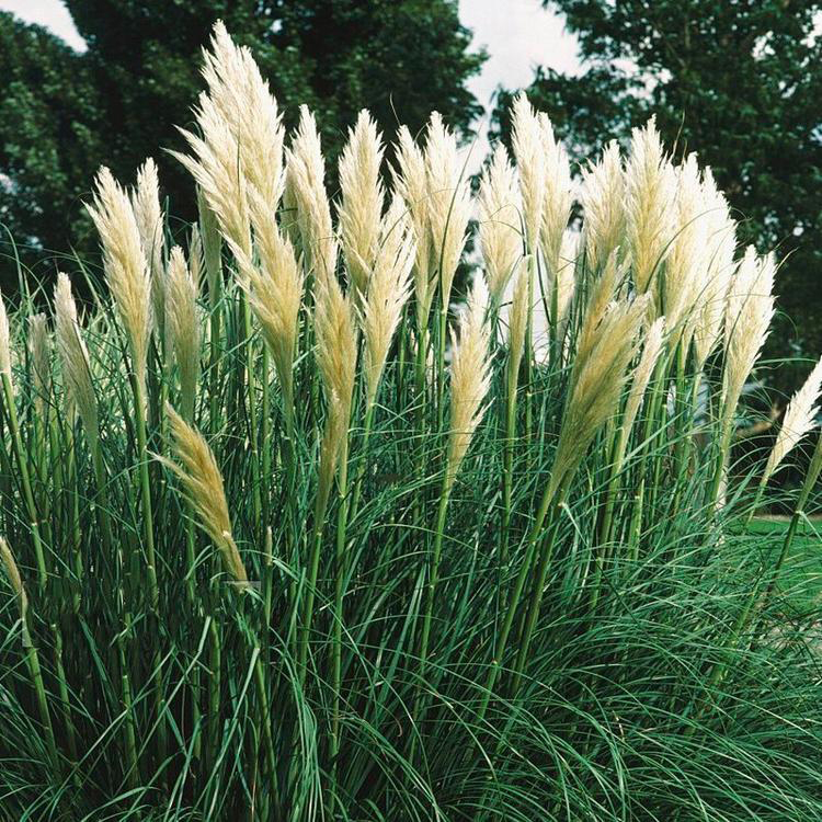 基地批发矮蒲苇 矮蒲苇种植批发