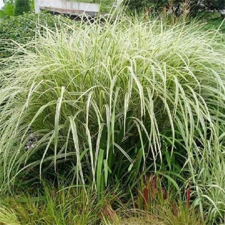 细叶芒花叶芒工程绿化苗 苗圃销售花叶芒 夏杰花卉 公园 道路两旁