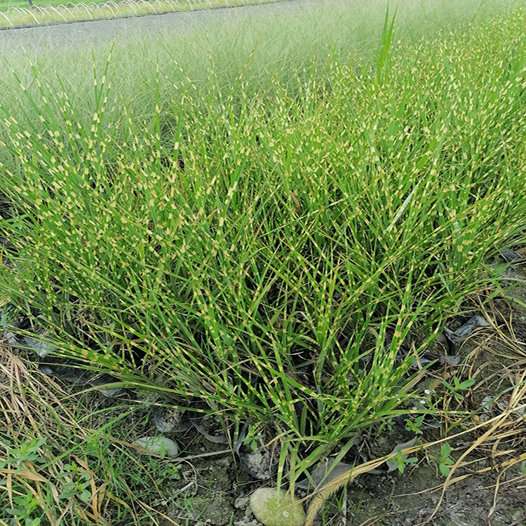 苗圃批发斑叶芒 斑叶芒批发基地
