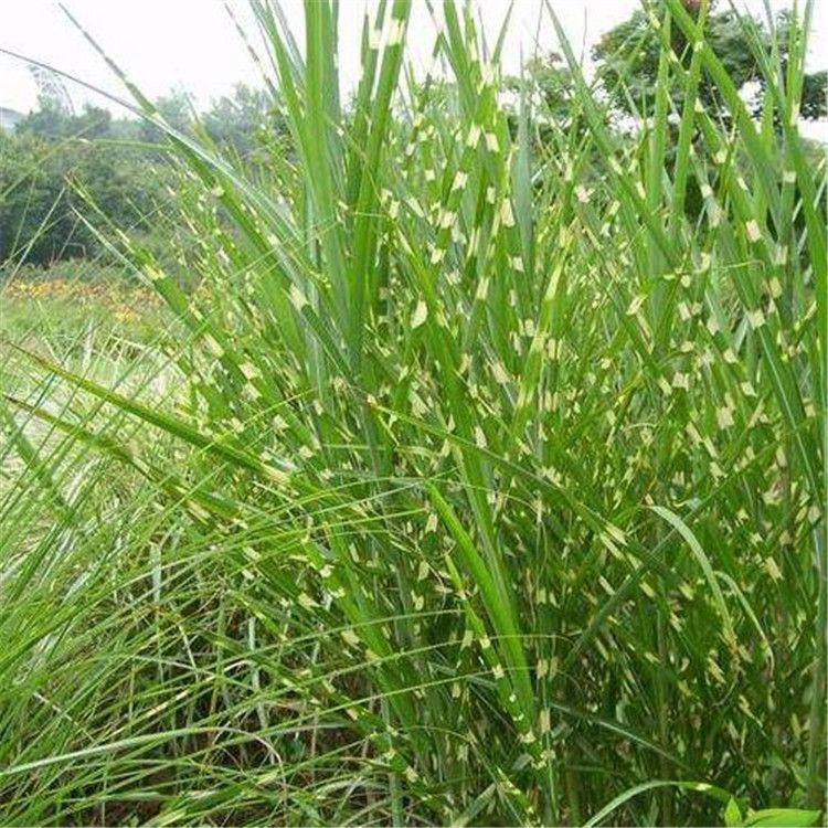花叶芒植物基地供应 观赏草品种花叶芒
