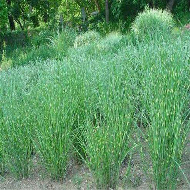苗圃供应斑叶芒 斑叶芒青州基地生产 夏杰花卉 基地常年批发