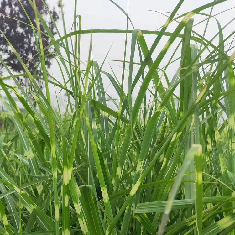 大量出售斑叶芒 斑叶芒行情