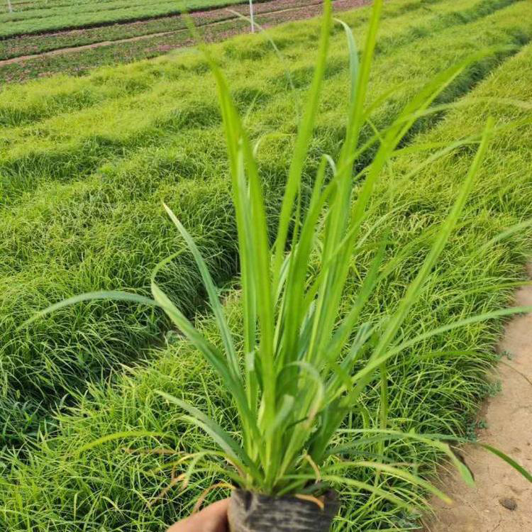观赏草晨光芒出售 园林绿化用