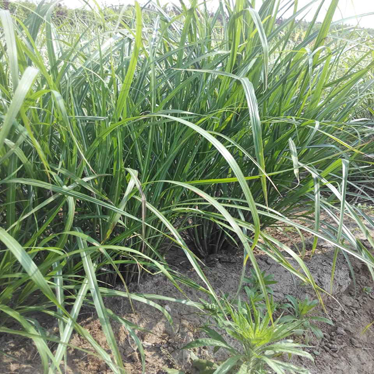 湿地绿化用斑叶芒 斑叶芒批发基地 夏杰花卉