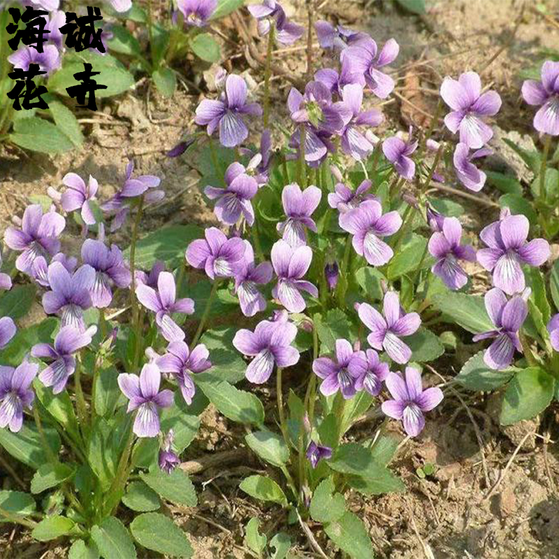 观赏紫花地丁海诚花卉批发  绿化苗木宿根草花