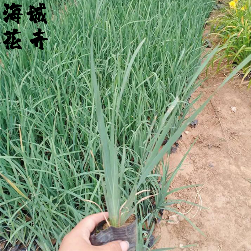绿化带马兰花海诚花卉批发  绿化苗木宿根草花