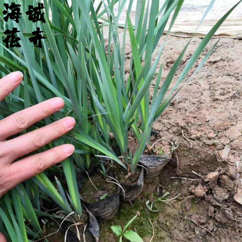 马兰花海诚花卉批发  绿化苗木宿根草花