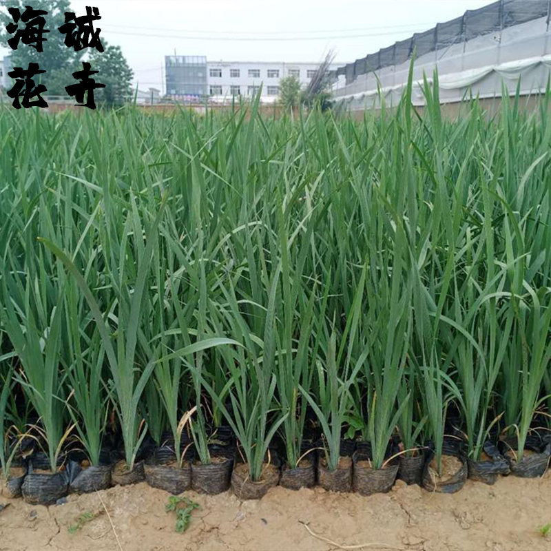 景区马兰花绿化设计海诚花卉批发  绿化苗木宿根草花