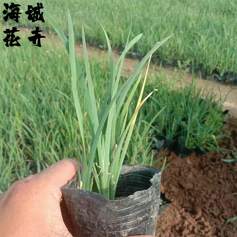 马兰花小苗海诚花卉批发  绿化苗木宿根草花