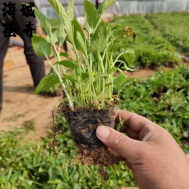 公园绿化紫花地丁海诚花卉批发  绿化苗木宿根草花