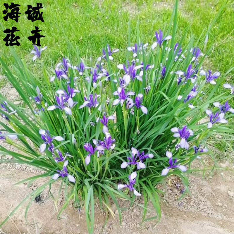 地栽马兰花海诚花卉批发  绿化苗木宿根草花