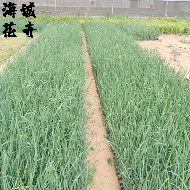 马兰花绿化景观海诚花卉批发  绿化苗木宿根草花