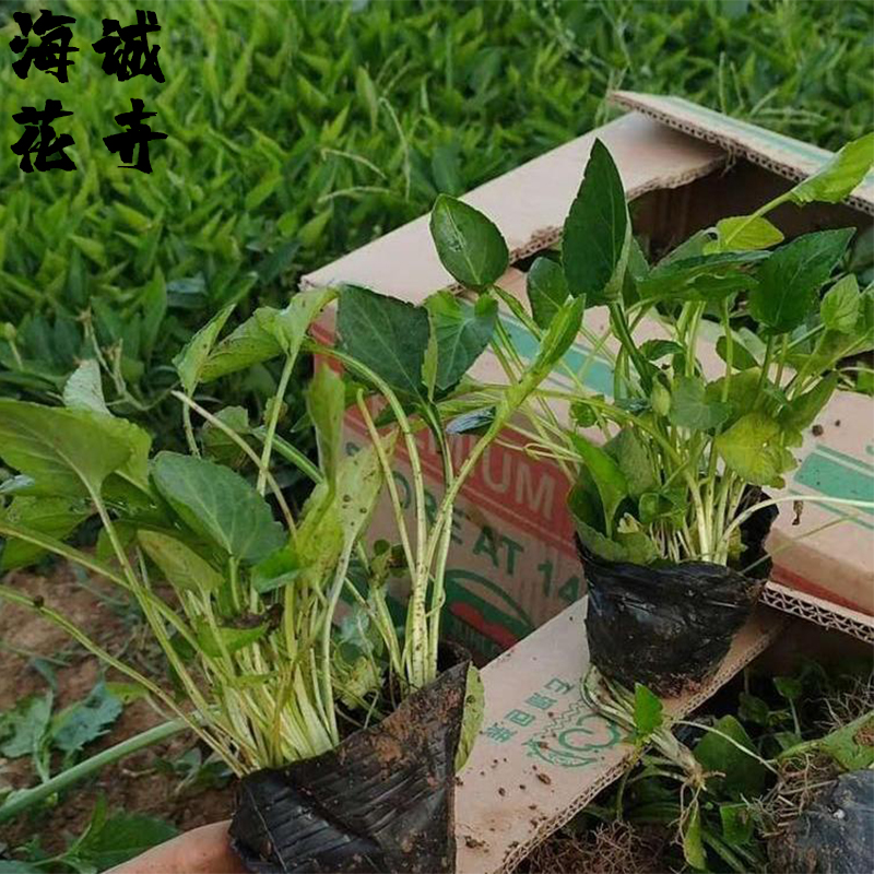 绿化带紫花地丁海诚花卉批发  绿化苗木宿根草花