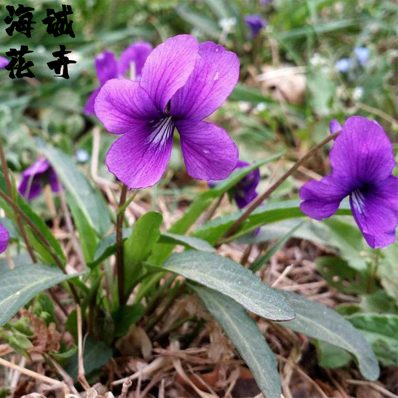 小区绿化紫花地丁海诚花卉批发  绿化苗木宿根草花
