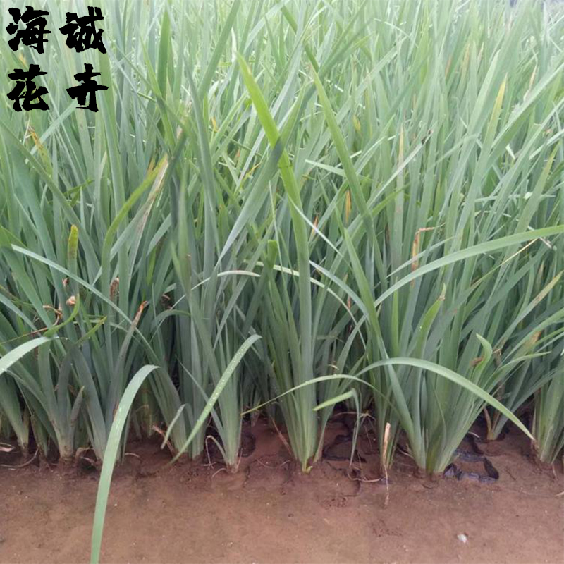 四季绿化马兰花海诚花卉批发  绿化苗木宿根草花