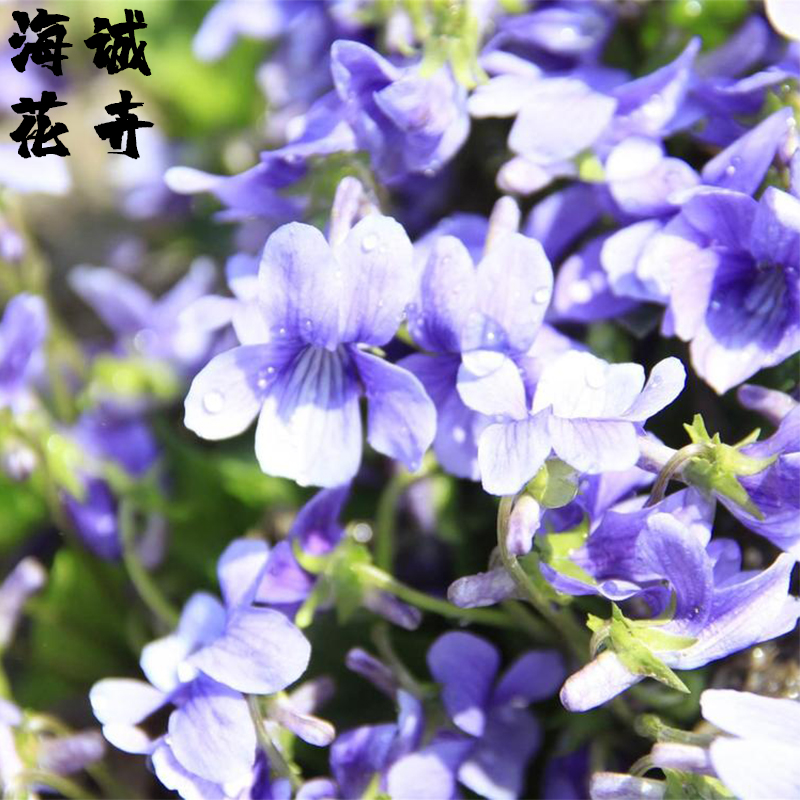 紫花地丁海诚花卉批发  绿化苗木宿根草花