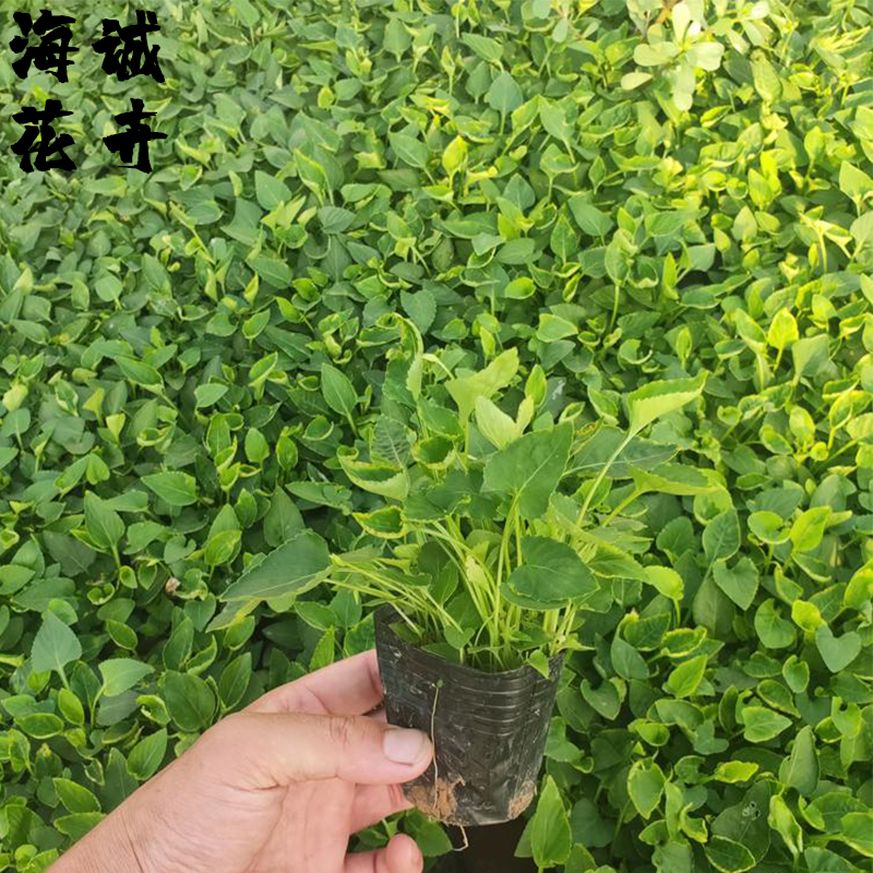 紫花地丁小苗海诚花卉批发  绿化苗木宿根草花