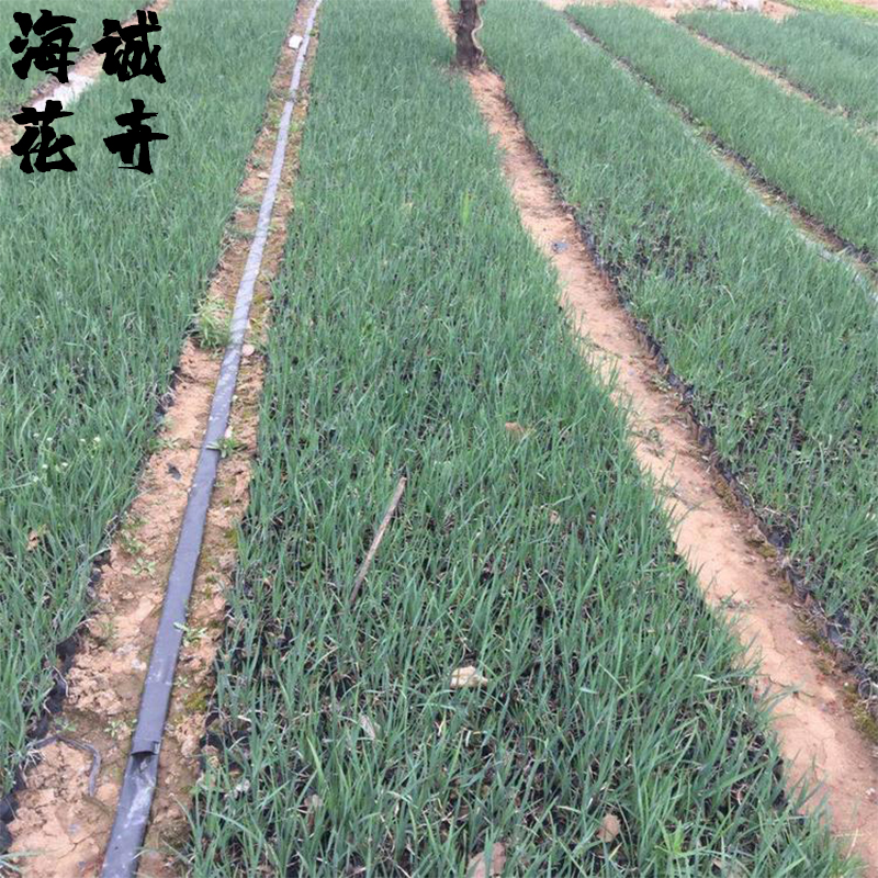 马兰花海景观设计海诚花卉批发  绿化苗木宿根草花