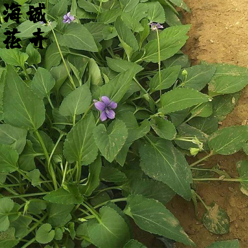 四季绿化紫花地丁海诚花卉批发  绿化苗木宿根草花