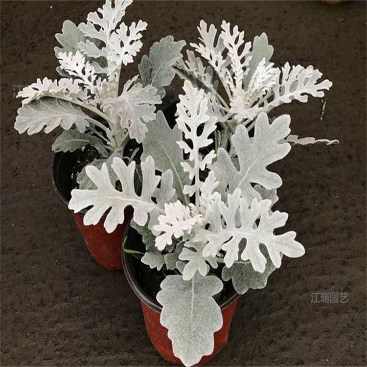 江苏银叶菊批发商 公园绿化银叶菊供应 江瑞园艺