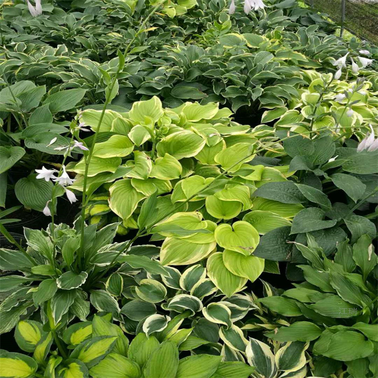 北京花叶玉簪出售 花叶玉簪种子 江瑞