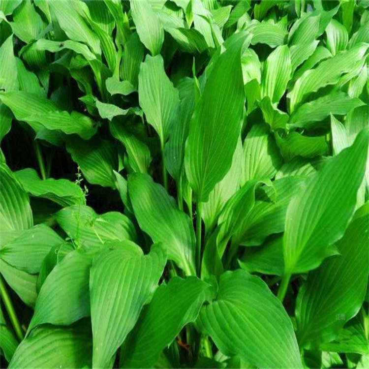 吉林白玉簪批售 花镜种植白玉簪供应 盆栽白玉簪