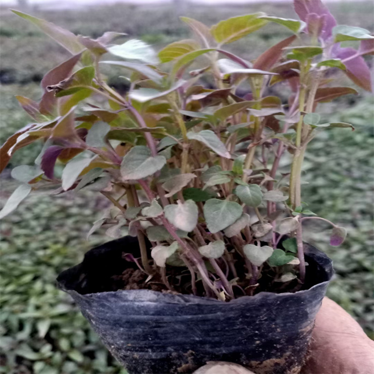 湖北美国薄荷出售 美国薄荷种子 水边绿化美国薄荷供应