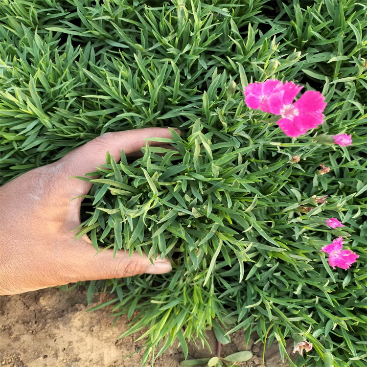 宁夏欧石竹批发 花坛绿化欧石竹种植户 江瑞直批
