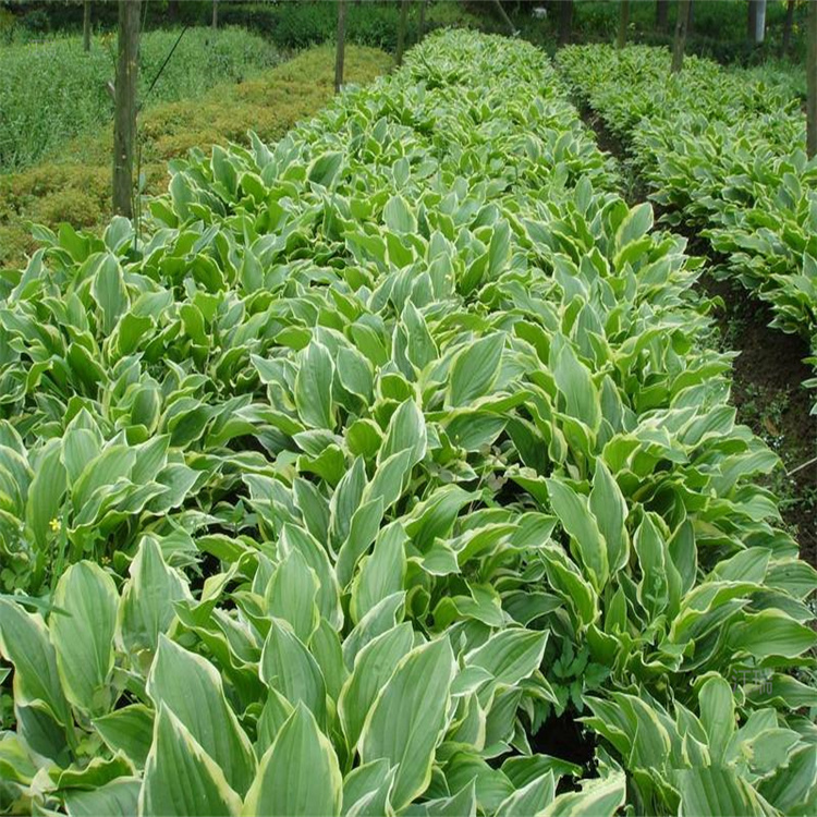 北京花叶玉簪出售 花叶玉簪种子 江瑞