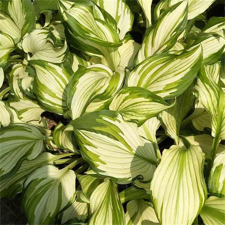 北京花叶玉簪出售 花叶玉簪种子 江瑞