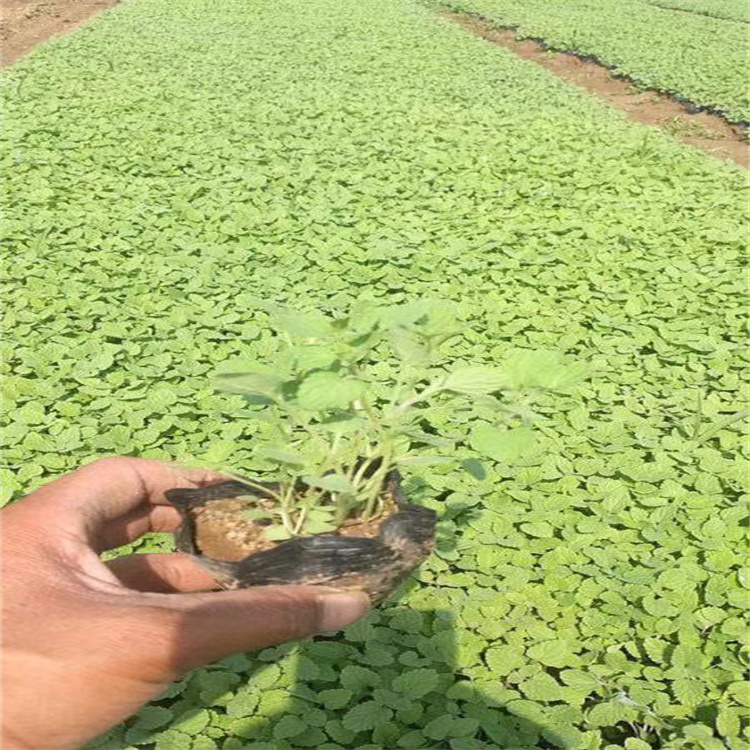 河北美国薄荷批发 湿地绿化美国薄荷 江瑞