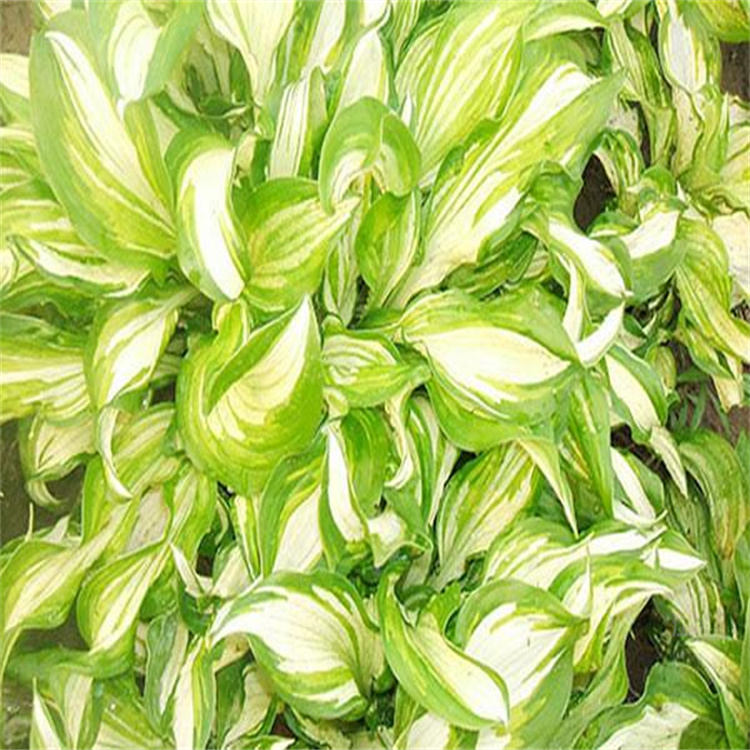 北京花叶玉簪出售 花叶玉簪种子 江瑞