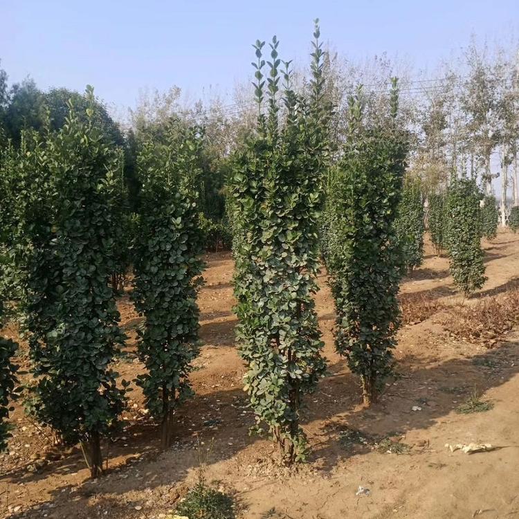 昌和  绿篱绿化工程  青州绿化苗木培育基地