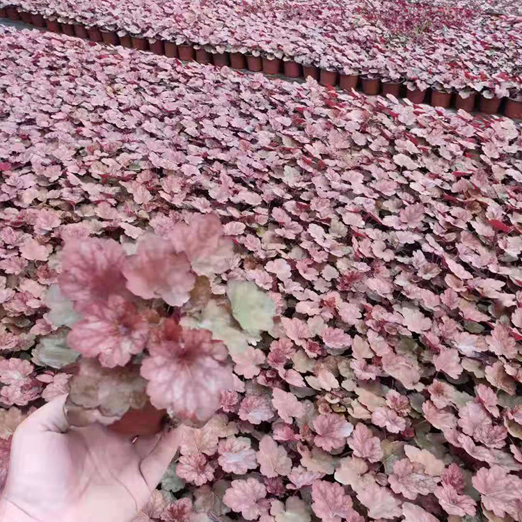 冠森  矾根种植基地  长势好 覆盖能力强