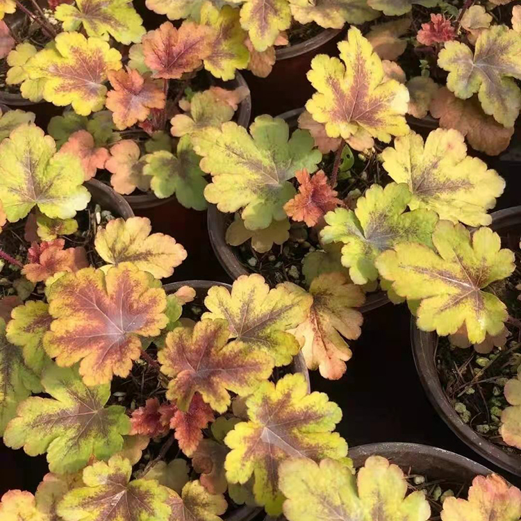 冠森  多色矾根大量供应  叶色丰富多彩