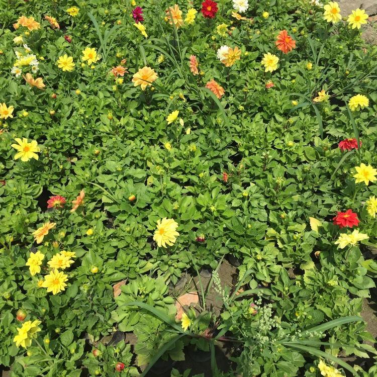 冠森  大丽花小苗  花朵艳丽  观赏价值高