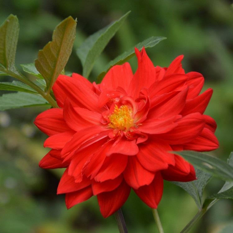 冠森  大丽花小苗  夏、秋季朱红色，10月后花橙红色，花径12厘米