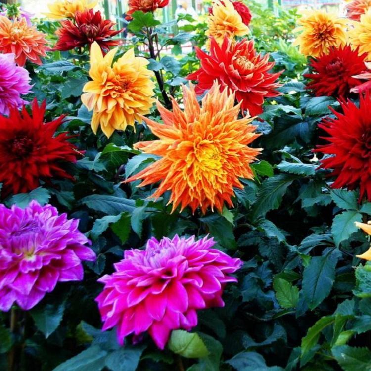 冠森  天竺牡丹价格  花鲜红色，花瓣边白色，花形美