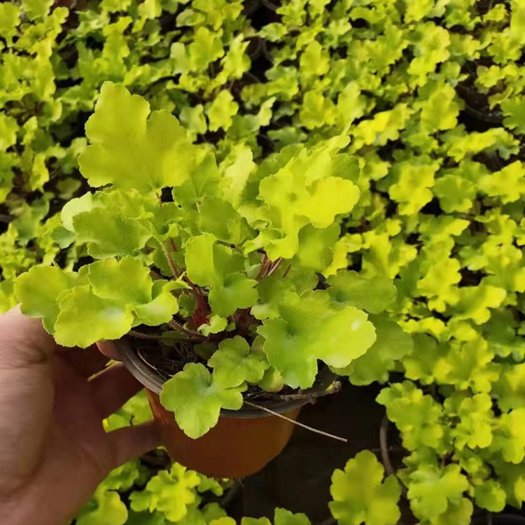 冠森  矾根行情  花色鲜艳