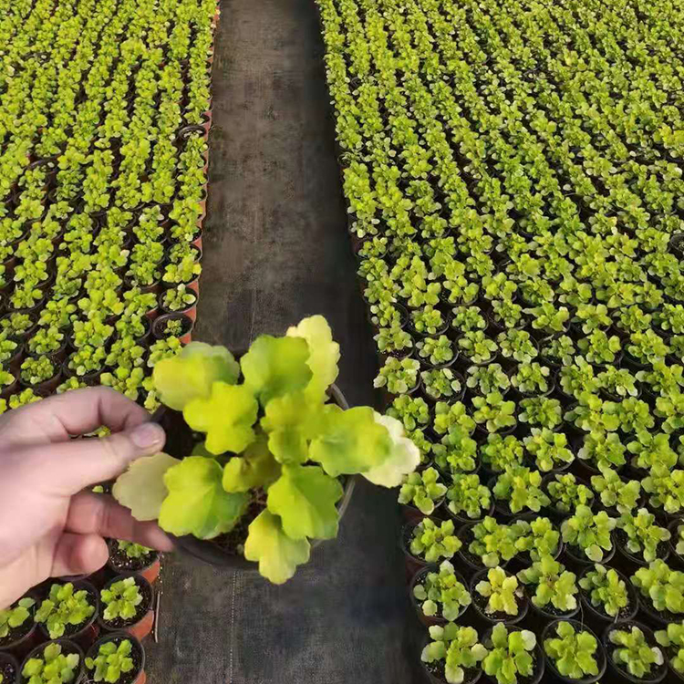 冠森  多色矾根报价  四季常绿