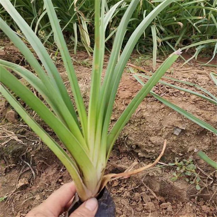 基地出售金娃娃萱草  金娃娃萱草报价  金娃娃萱草供应商