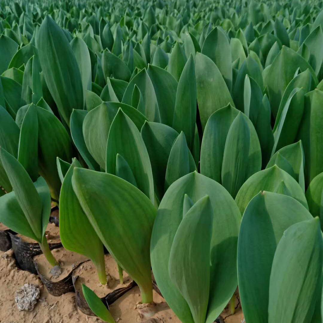 郁金香基地直发  郁金香行情  花期4-5月