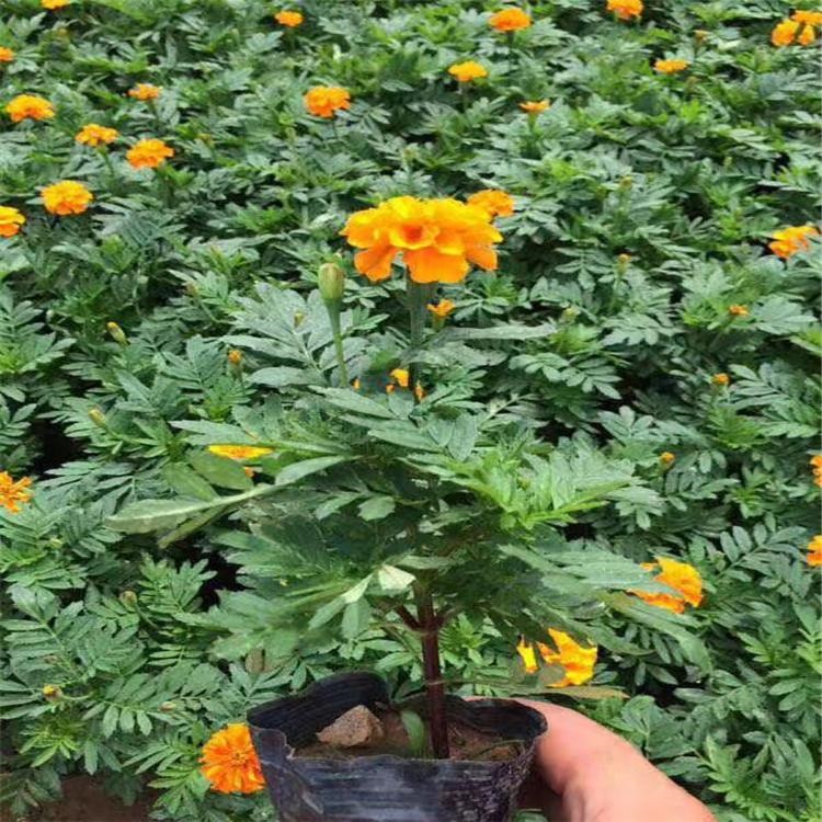 欣彤  双色盆孔雀草  多用于城镇绿化、美化环境